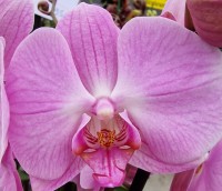 orchideeroseclair