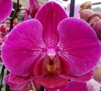 orchideerosefuschia